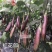 龙盛红花郎茄子种子早熟高产茄子果面浅绿色带紫红色细条纹