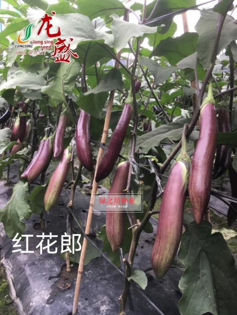 龙盛红花郎茄子种子早熟高产茄子果面浅绿色带紫红色细条纹