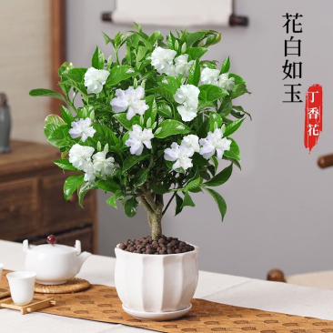 丁香花盆栽四季开花带花苞老桩植物室内花树苗阳台庭院好养活