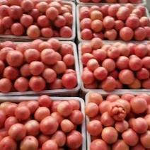 硬粉西红柿大量有货，需要的客商我