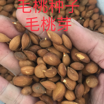 毛桃核毛桃胡毛桃种子春季供沙藏好毛桃芽种子