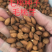 毛桃核毛桃胡毛桃种子春季供沙藏好毛桃芽种子