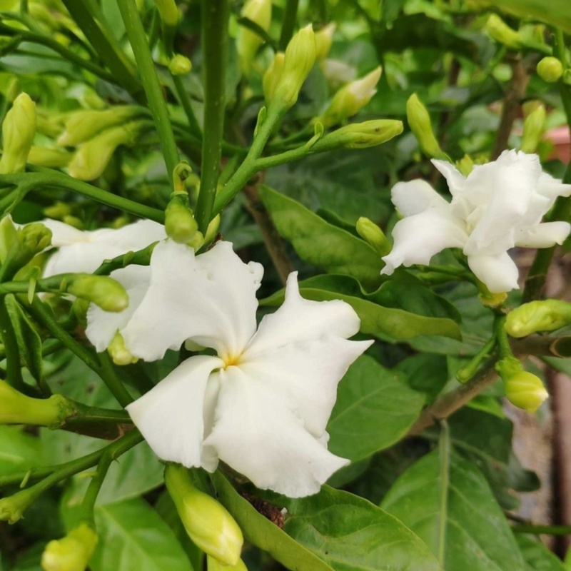 丁香花盆栽四季开花带花苞老桩植物室内花树苗阳台庭院好养活