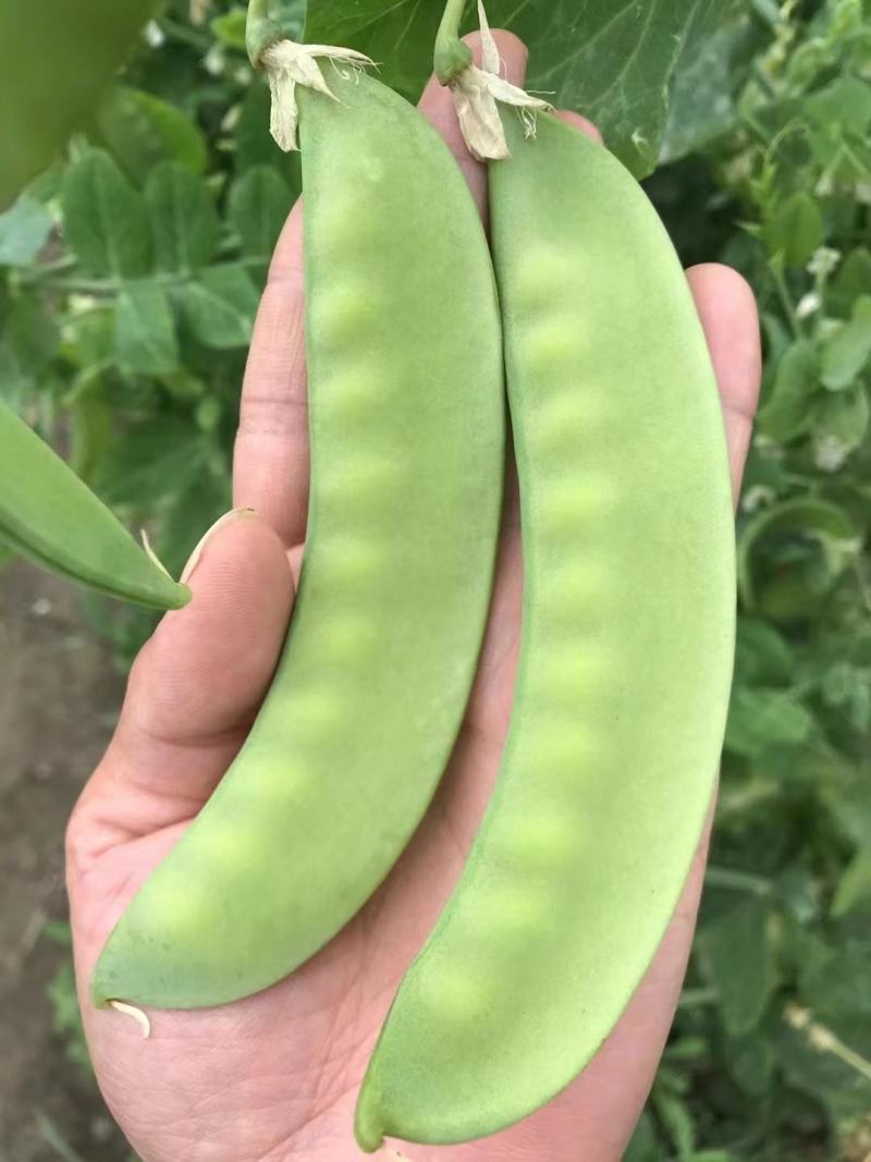 双花双荚软荚荷兰豆种子豌豆种籽秋冬季盆栽农家菜园蔬菜