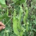 双花双荚软荚荷兰豆种子豌豆种籽秋冬季盆栽农家菜园蔬菜