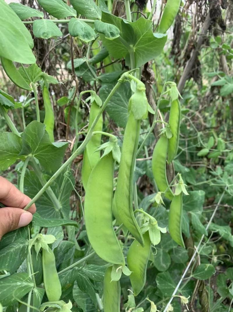双花双荚软荚荷兰豆种子豌豆种籽秋冬季盆栽农家菜园蔬菜