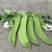 双花双荚软荚荷兰豆种子豌豆种籽秋冬季盆栽农家菜园蔬菜