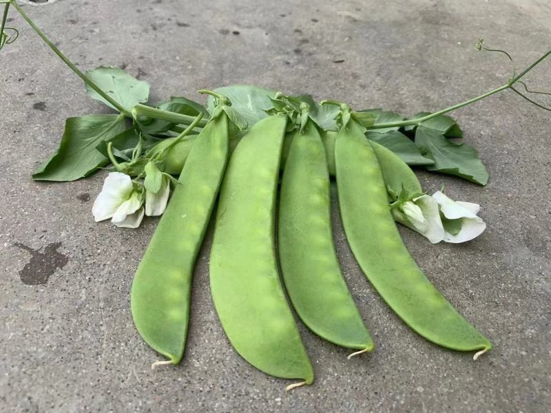 双花双荚软荚荷兰豆种子豌豆种籽秋冬季盆栽农家菜园蔬菜