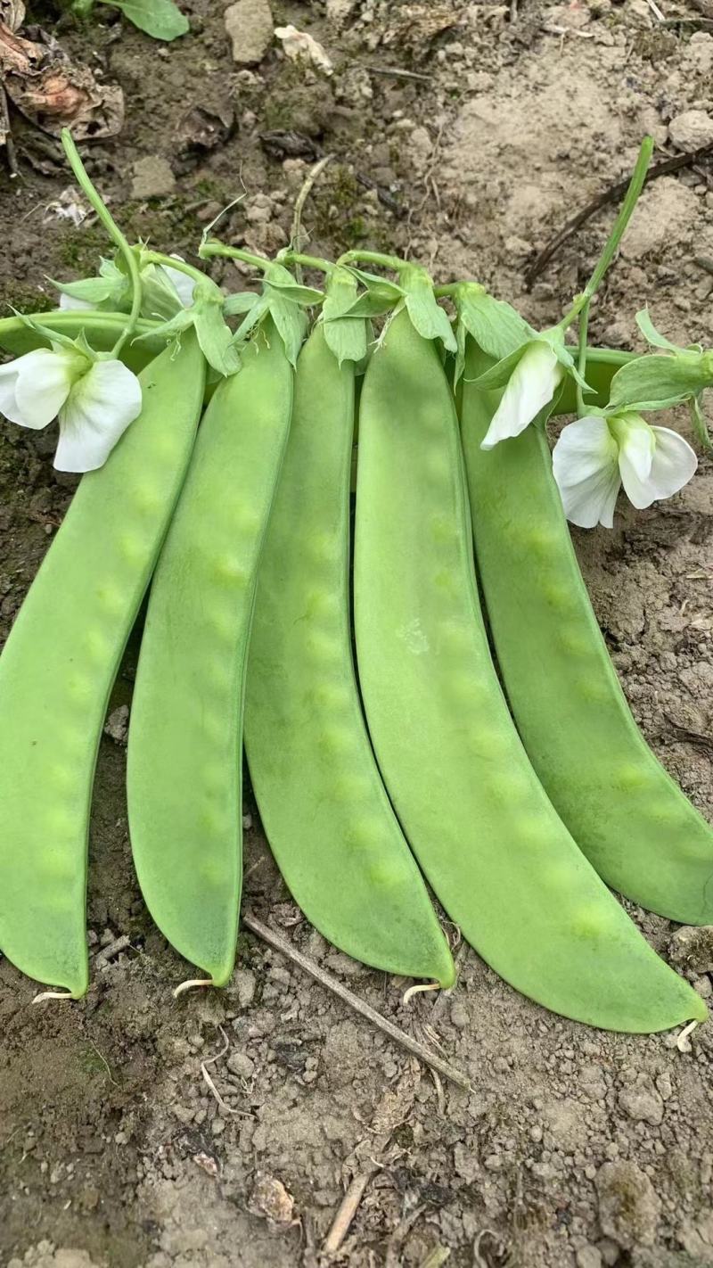 双花双荚软荚荷兰豆种子豌豆种籽秋冬季盆栽农家菜园蔬菜