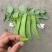 双花双荚软荚荷兰豆种子豌豆种籽秋冬季盆栽农家菜园蔬菜