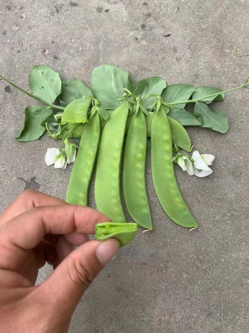 双花双荚软荚荷兰豆种子豌豆种籽秋冬季盆栽农家菜园蔬菜