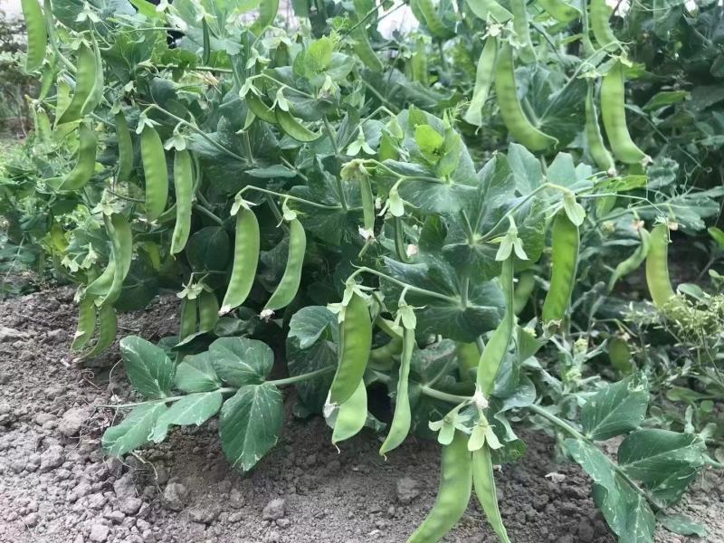 双花双荚软荚荷兰豆种子豌豆种籽秋冬季盆栽农家菜园蔬菜