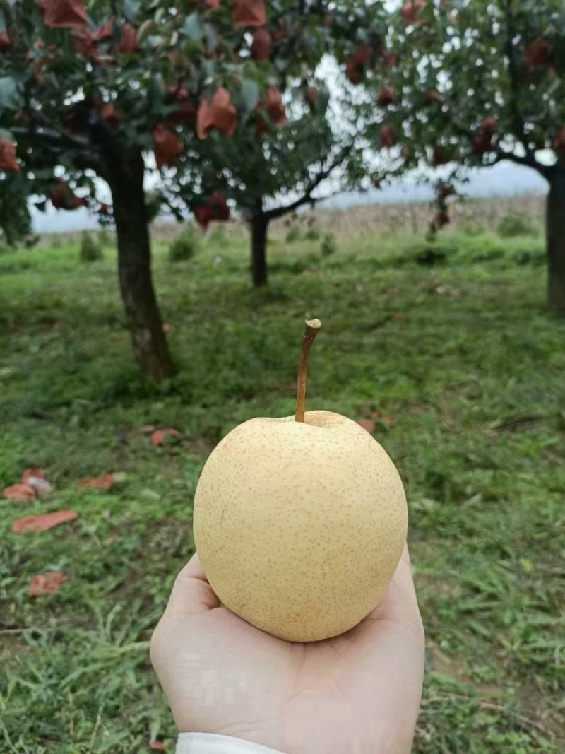 酥梨
