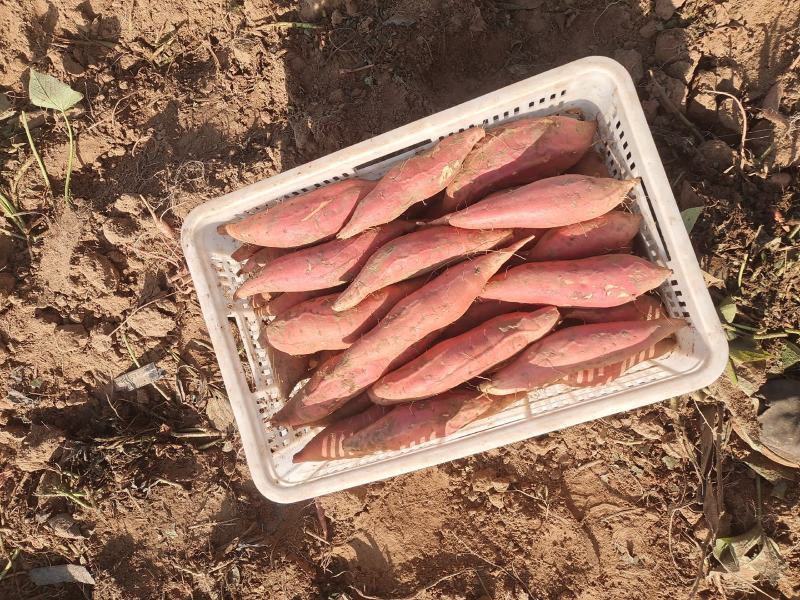 正总烟薯25红薯地瓜流油流糖蜜薯烤红薯地瓜