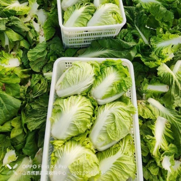 精品白菜,鸡腿白菜质量好,夏阳白菜,商超品质供货量大
