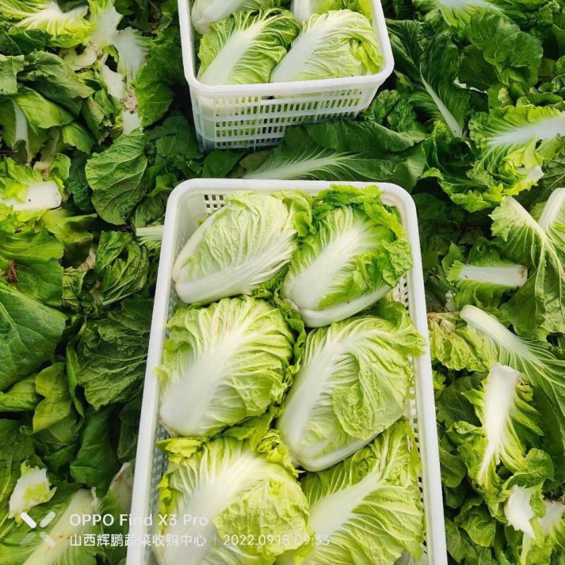 精品白菜，鸡腿白菜质量好，夏阳白菜，商超品质供货量大