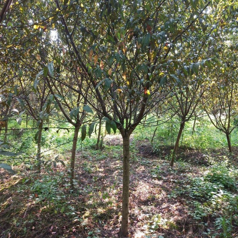 大量出售高低分枝红叶碧桃，数量充足，规格齐全，欢迎来电咨