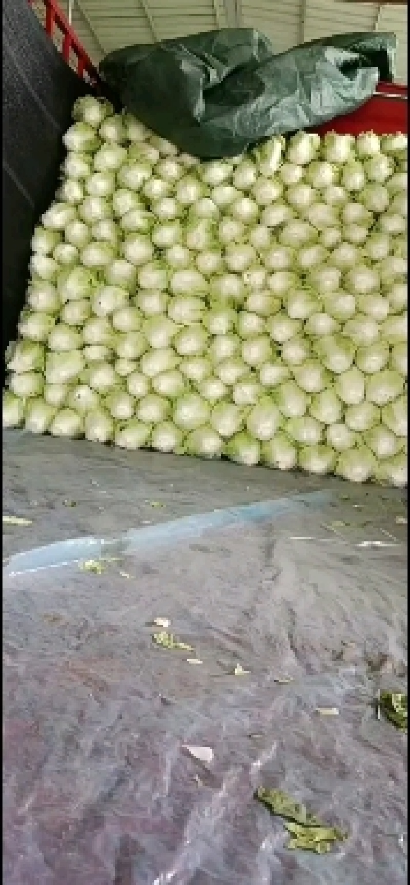 精品白菜，鸡腿白菜质量好，夏阳白菜，商超品质供货量大