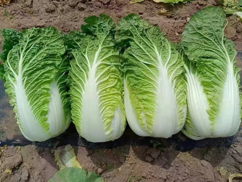 精品白菜，鸡腿白菜质量好，夏阳白菜，商超品质供货量大