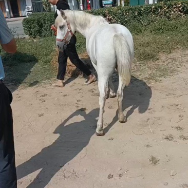 景区观赏矮马儿童迷你马进口矮马骑乘活马包运输包回收