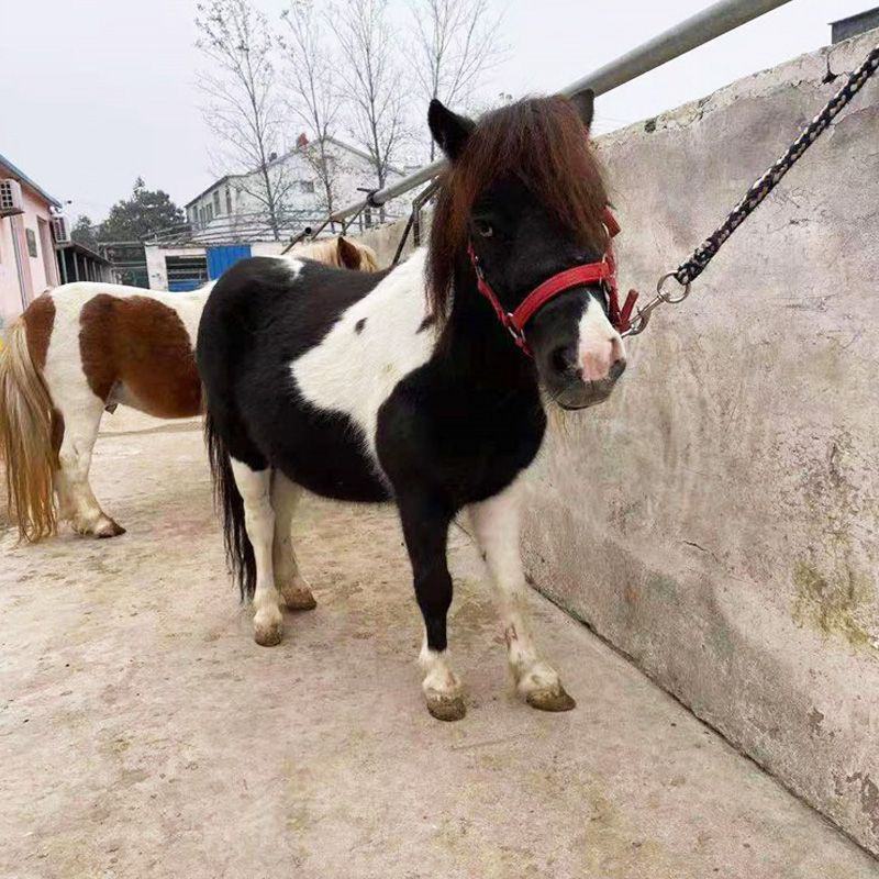 景区观赏矮马儿童迷你马进口矮马骑乘活马包运输包回收