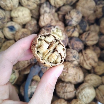云南麻子核桃全是大果价格美丽