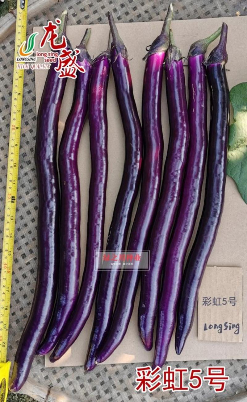 龙盛彩虹5号早熟杂交一代深紫红线茄种子油亮型长线茄种籽