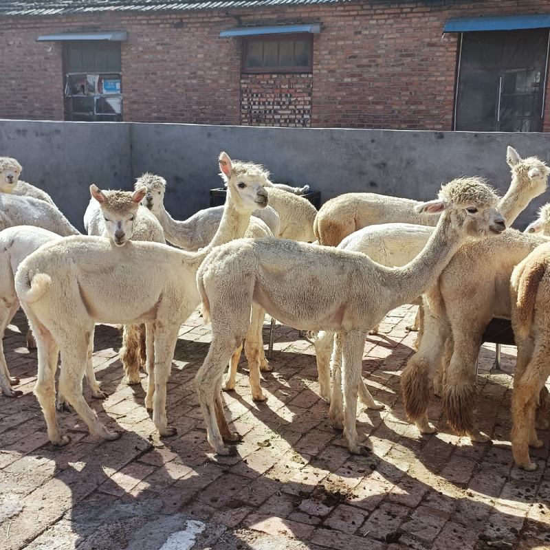 回收大小羊驼出售羊驼景区动物园观赏萌宠澳洲神兽包邮