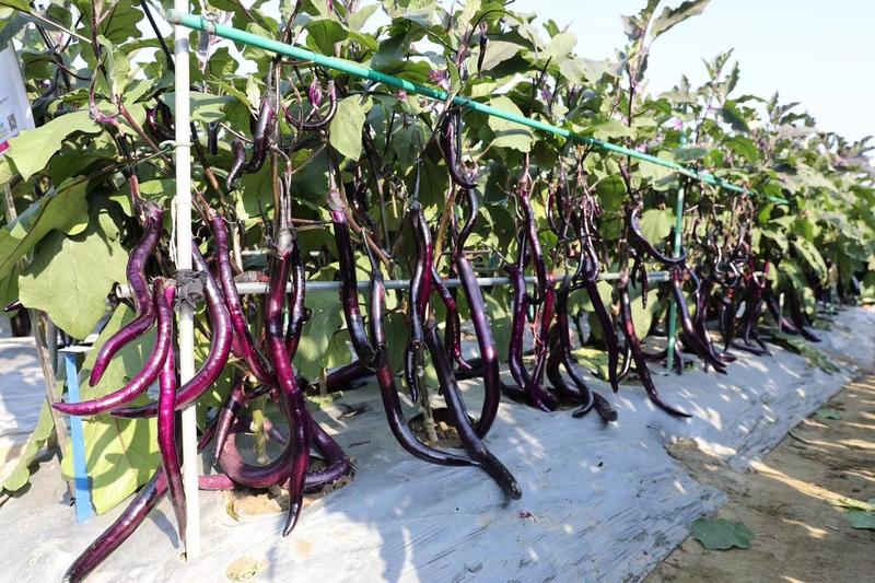 龙盛彩虹5号早熟杂交一代深紫红线茄种子油亮型长线茄种籽