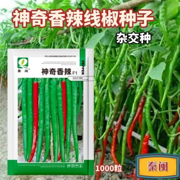 神奇香辣线椒种子薄皮特长春秋高产早熟种籽阳台四季辣椒蔬菜