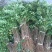 花椒树苗大红袍花椒苗四川食用麻椒南方北方种植盆栽地栽当年