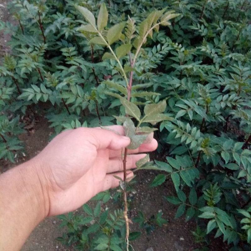 花椒树苗大红袍花椒苗四川食用麻椒南方北方种植盆栽地栽当年