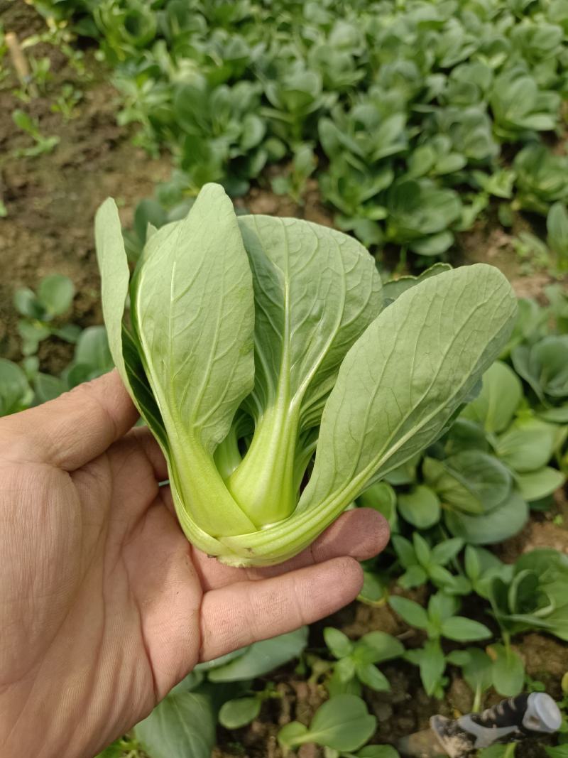 精品矮脚菜大量上市，欢迎选购