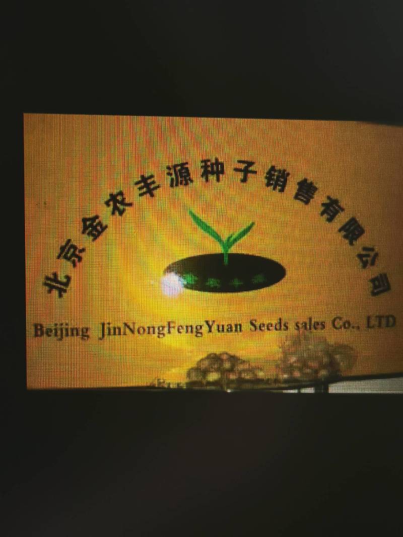 雪川红土豆种子，红皮黄心，抗病毒，好管理