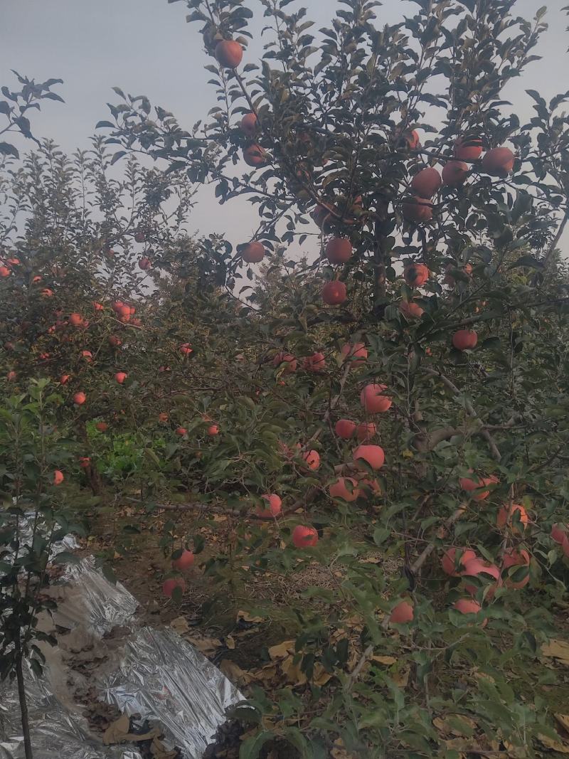 出售红王将苹果，岳阳苹果