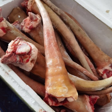 【驴尾巴】新鲜驴尾巴质量好颜色新鲜出肉率高