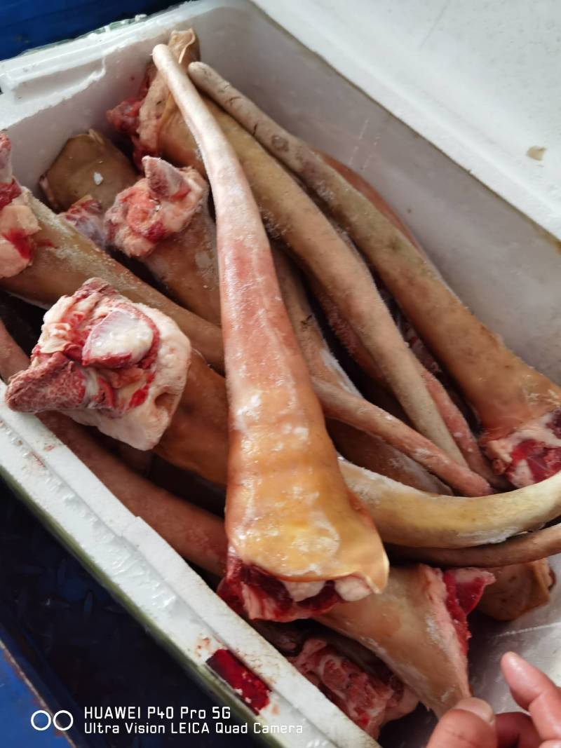 【驴尾巴】新鲜驴尾巴质量好颜色新鲜出肉率高