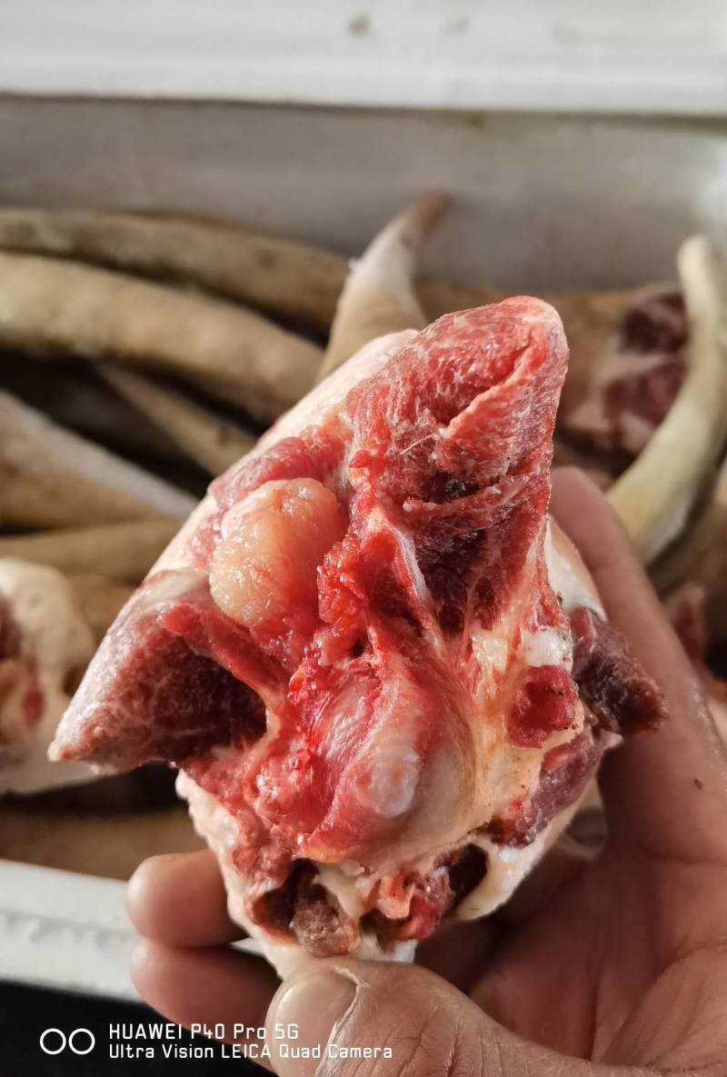 【驴尾巴】新鲜驴尾巴质量好颜色新鲜出肉率高