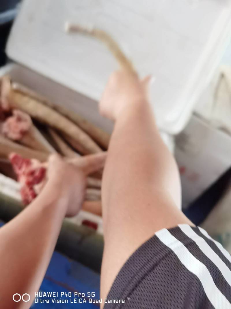 【驴尾巴】新鲜驴尾巴质量好颜色新鲜出肉率高