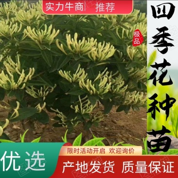 山东平邑四季树型银花种苗现挖现发，基地一手，免费提供技术