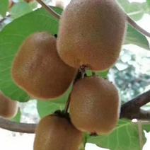 【精品】海沃德绿心猕猴桃一手货源产地直发，量大从优