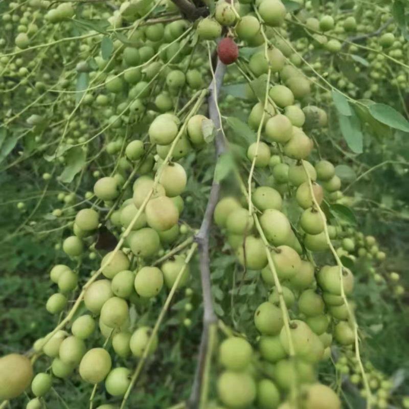 双仁酸枣树苗20万株出售