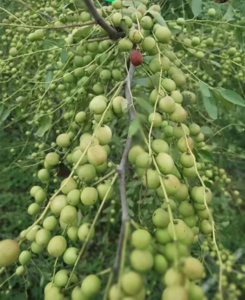 双仁酸枣树苗20万株出售