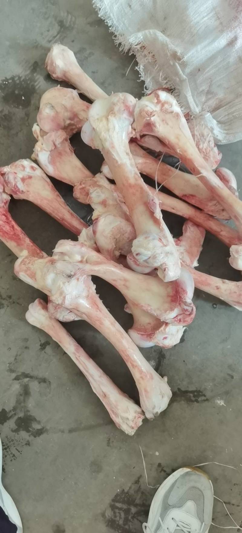 【驴棒骨】纯棒骨颜色新鲜质量好纯驴棒骨