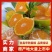 湖北宜昌特早蜜橘大量上市出货货源充足品质保证价格美丽