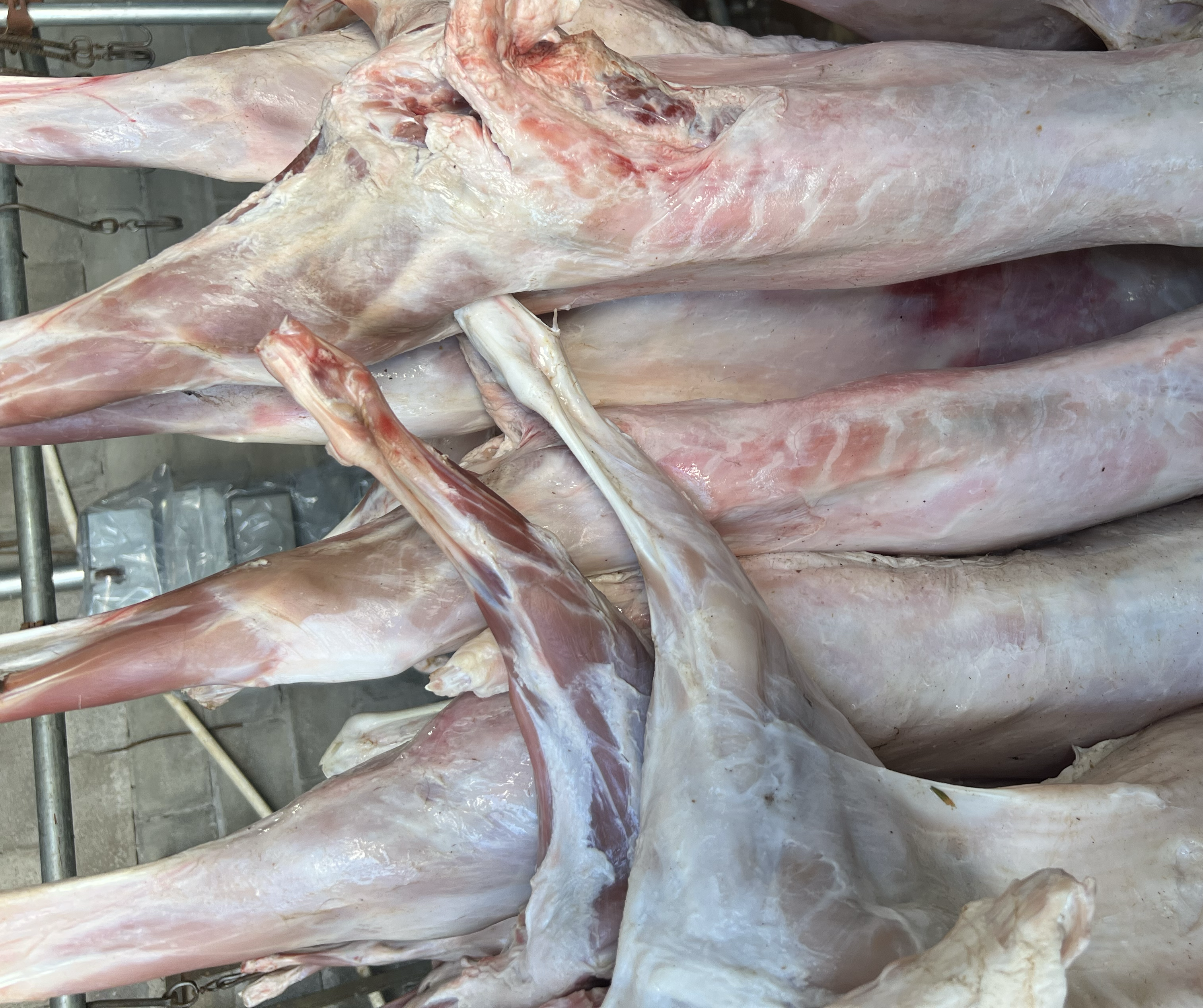 对比正宗白条羊与普通羊肉的外观、脂肪分布、颜色等细节 正宗白条羊与普通羊肉对比图