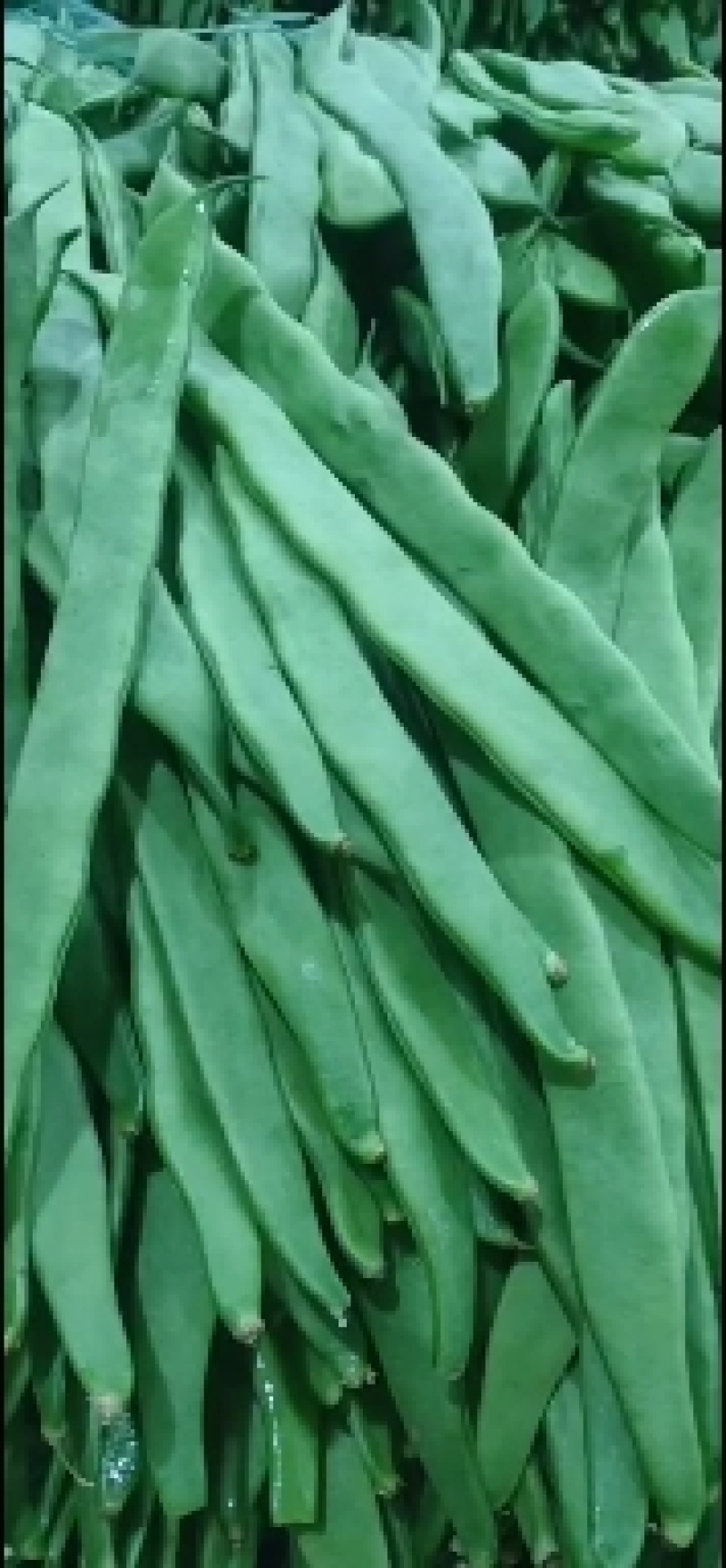 小金豆