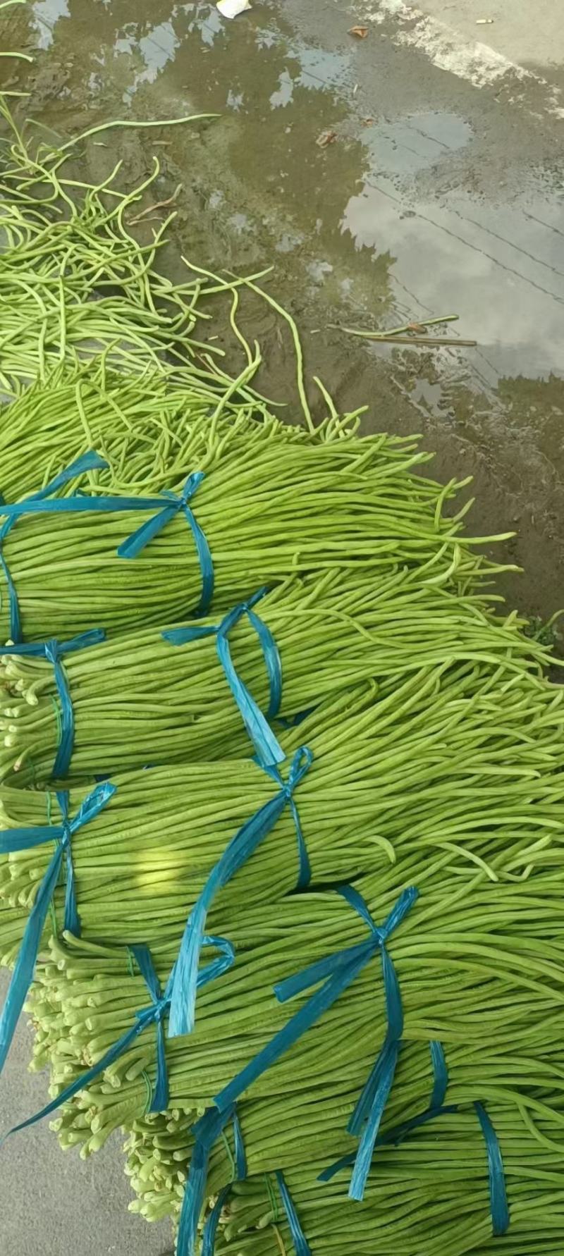 小金豆
