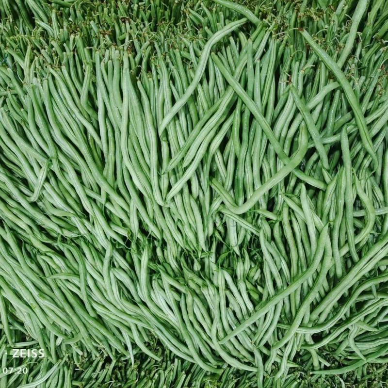小金豆