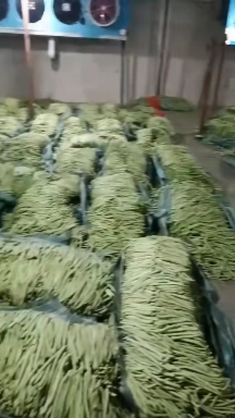 小金豆